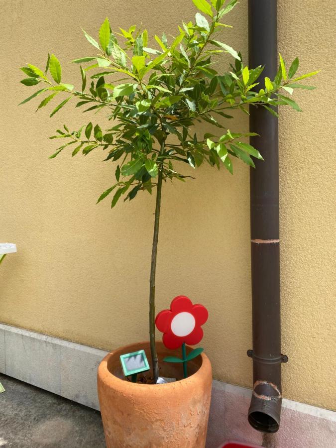 Apartament Atila